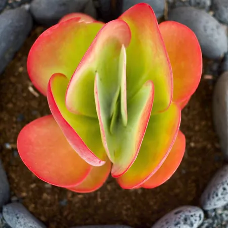 Apartment Casa Ema - No Stress Holidays